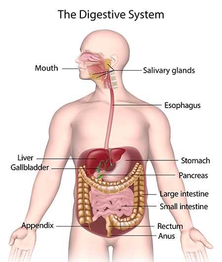 parts of your stomach diagram