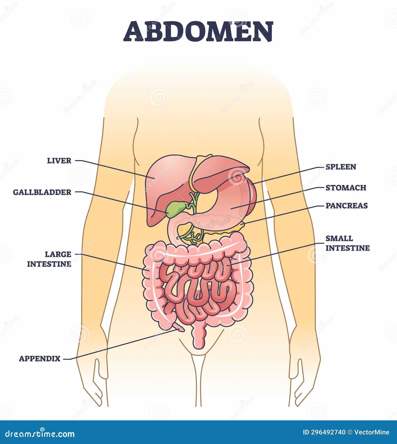 parts of your stomach diagram