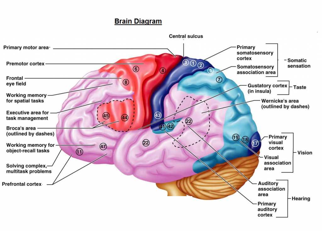 parts of the human brain diagram