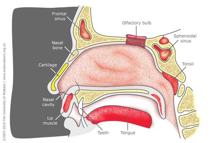 parts of human nose diagram