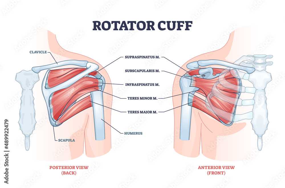 shoulder parts diagram