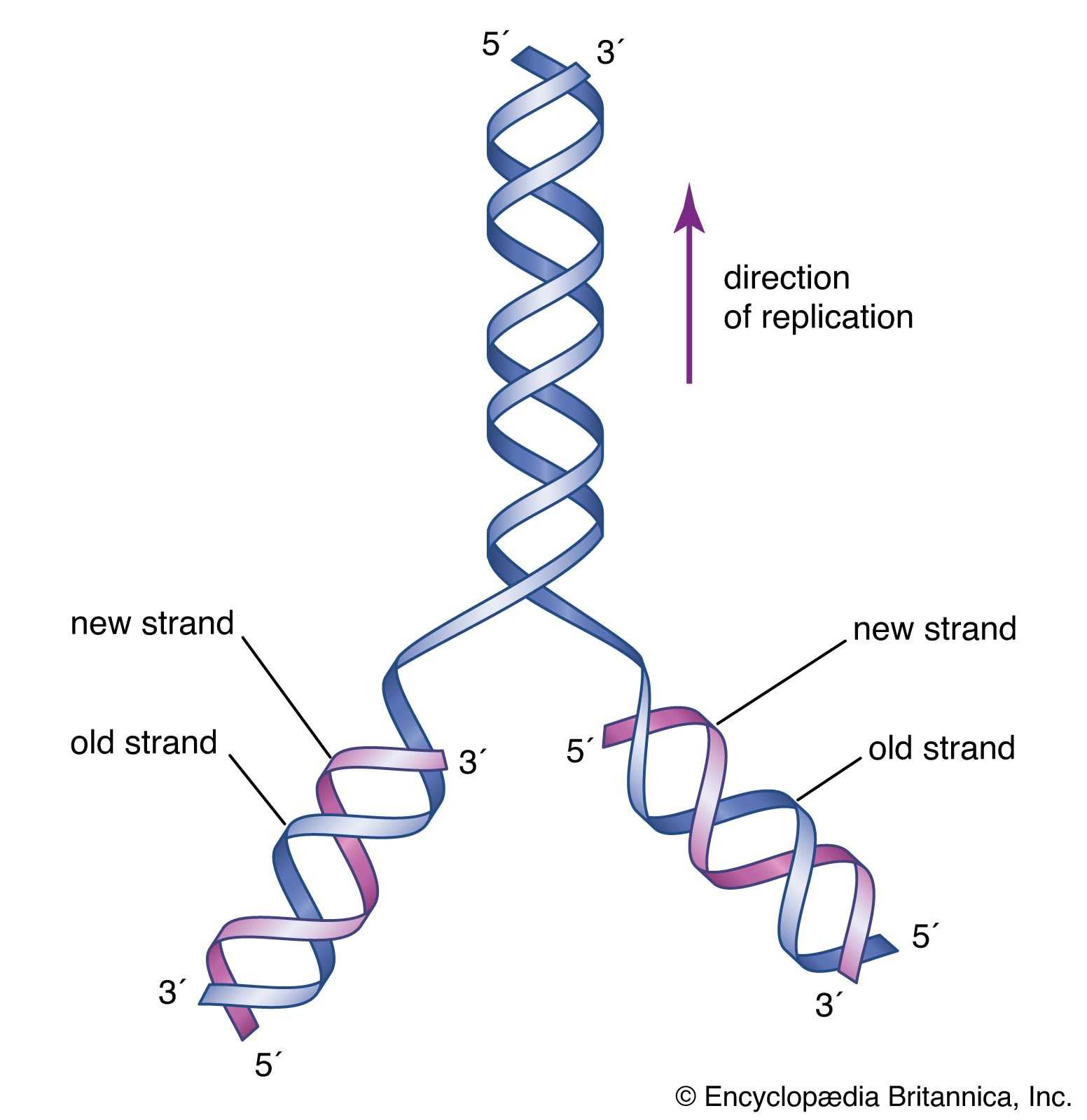 parts of dna diagram