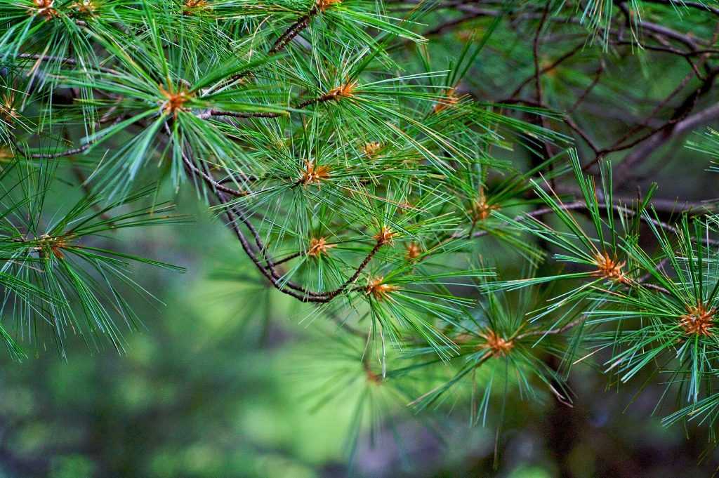 pine tree parts diagram