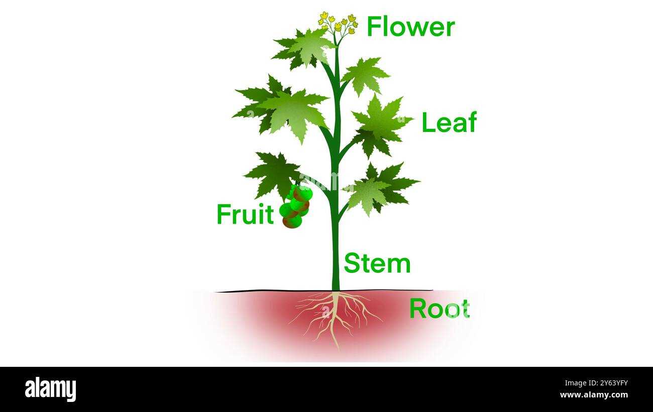 plant parts diagram