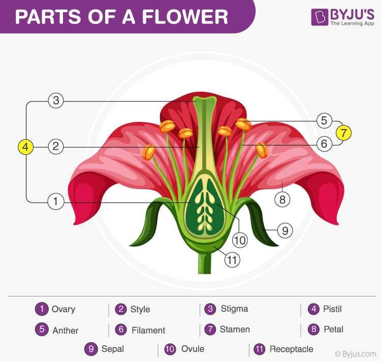 plant reproductive parts diagram