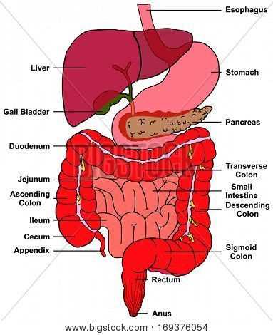 parts of a stomach diagram