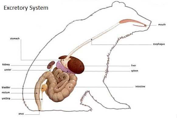 polar bear body parts diagram