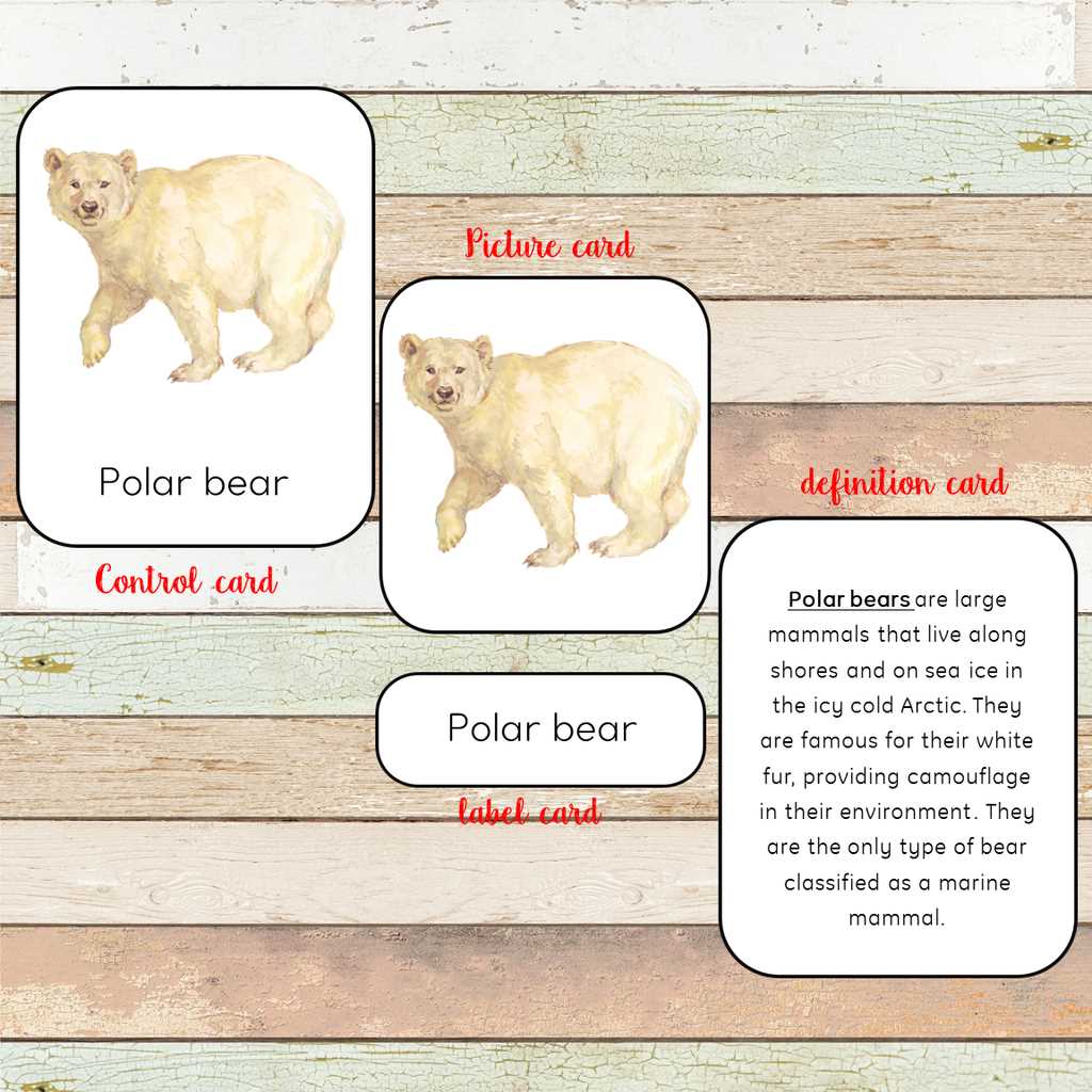 polar bear body parts diagram