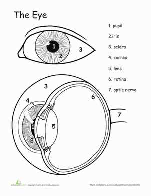 parts of the eye blank diagram