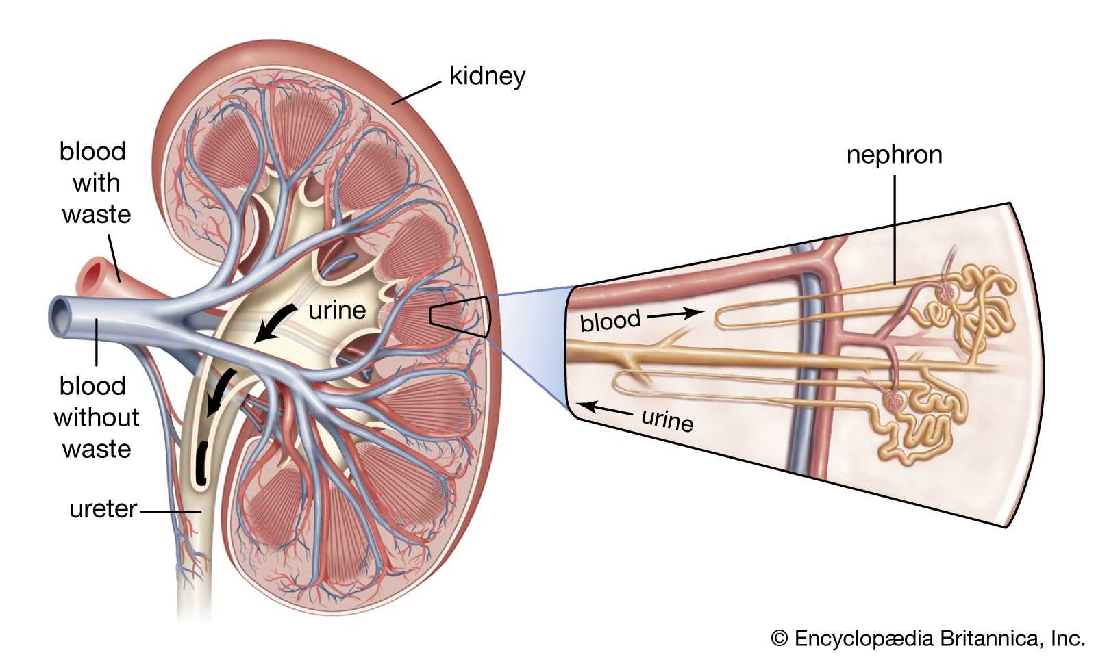 parts of the kidney diagram