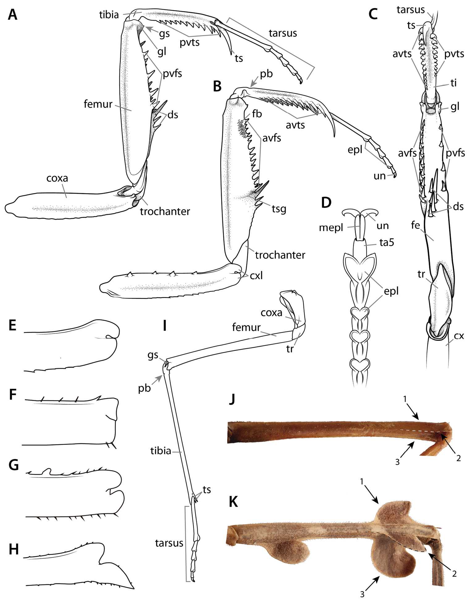 praying mantis body parts diagram