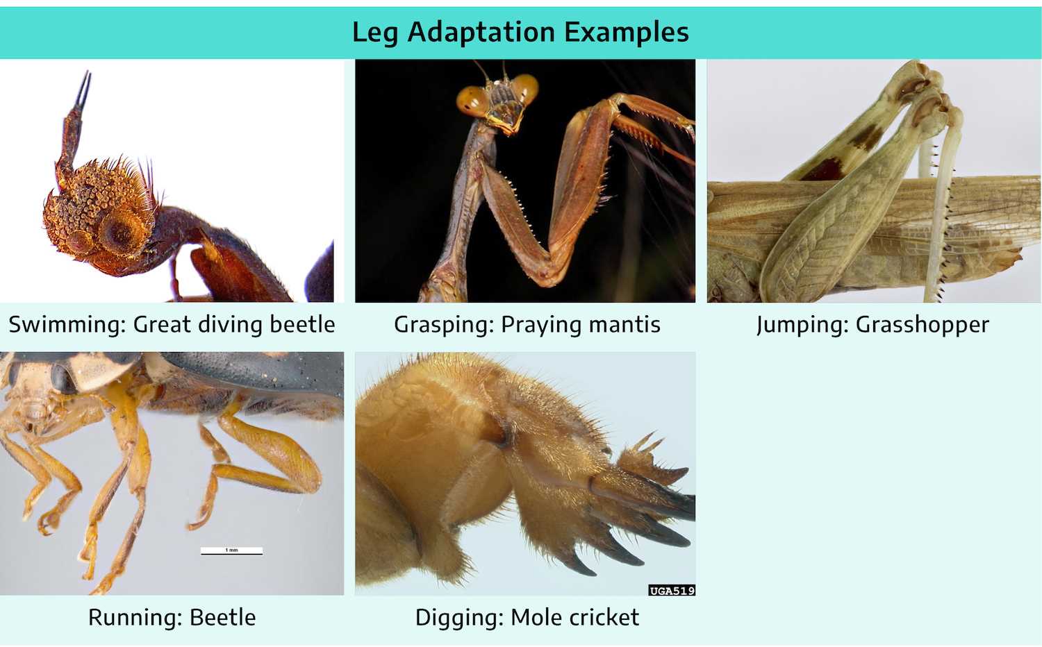 praying mantis body parts diagram