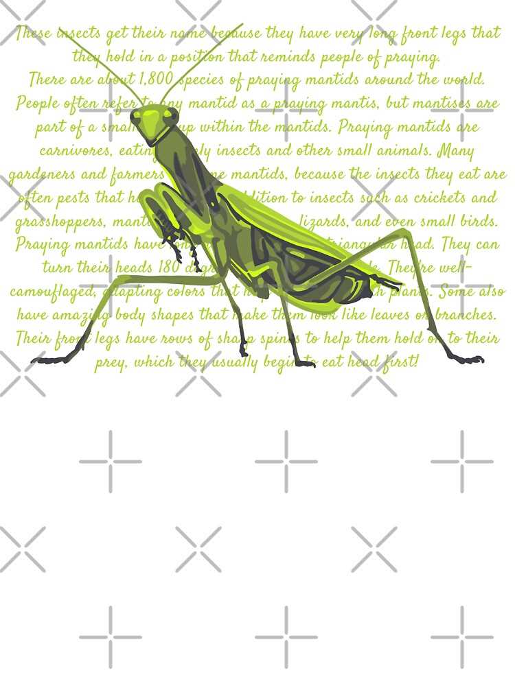 praying mantis body parts diagram