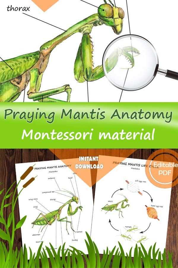 praying mantis body parts diagram