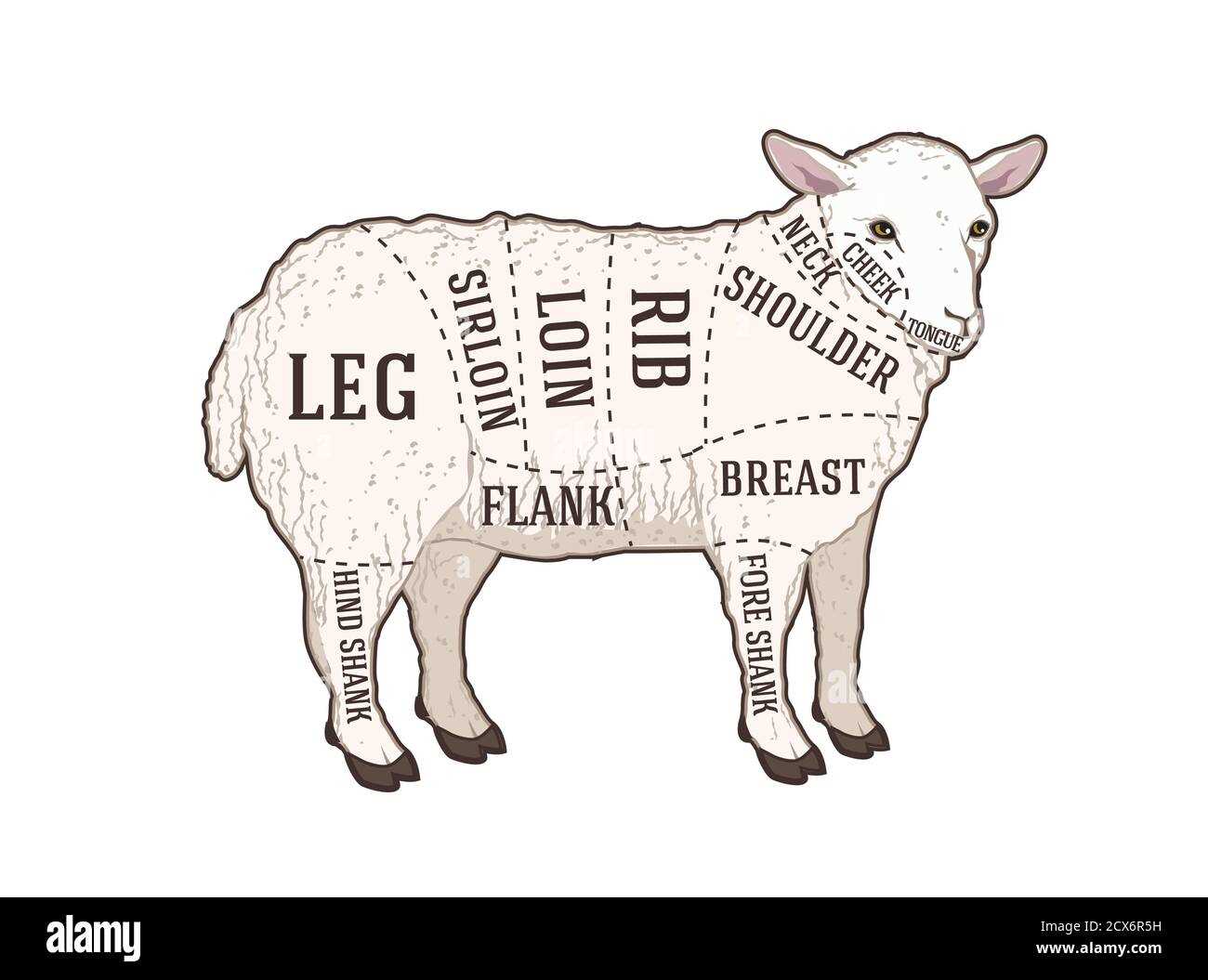 sheep parts diagram