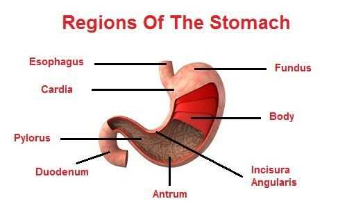 stomach diagram with parts