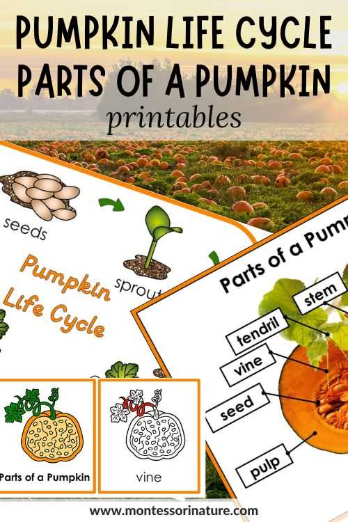 pumpkin parts diagram