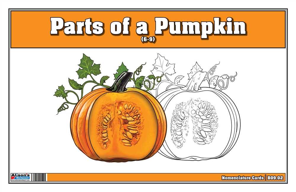 pumpkin parts diagram