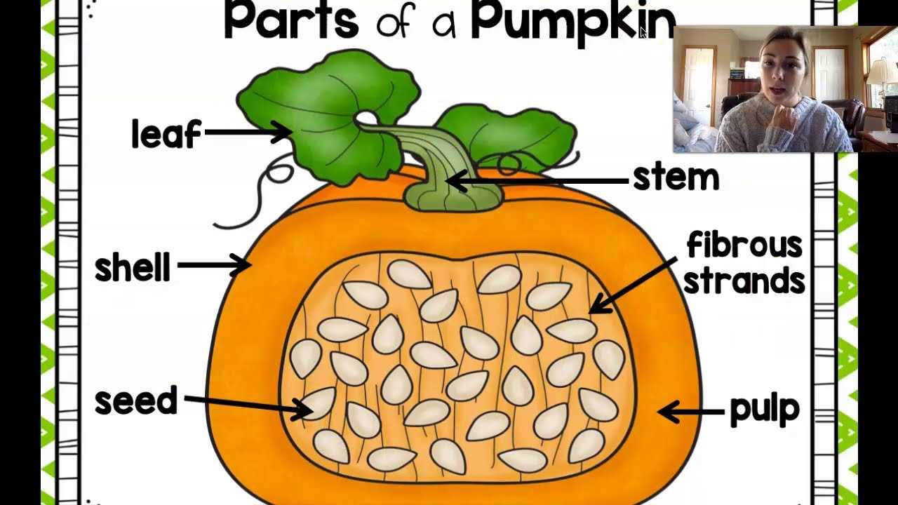 pumpkin parts diagram