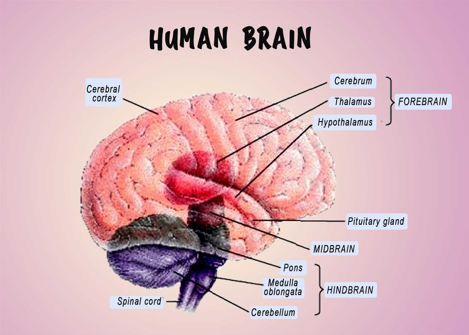 parts of the brain and what they do diagram