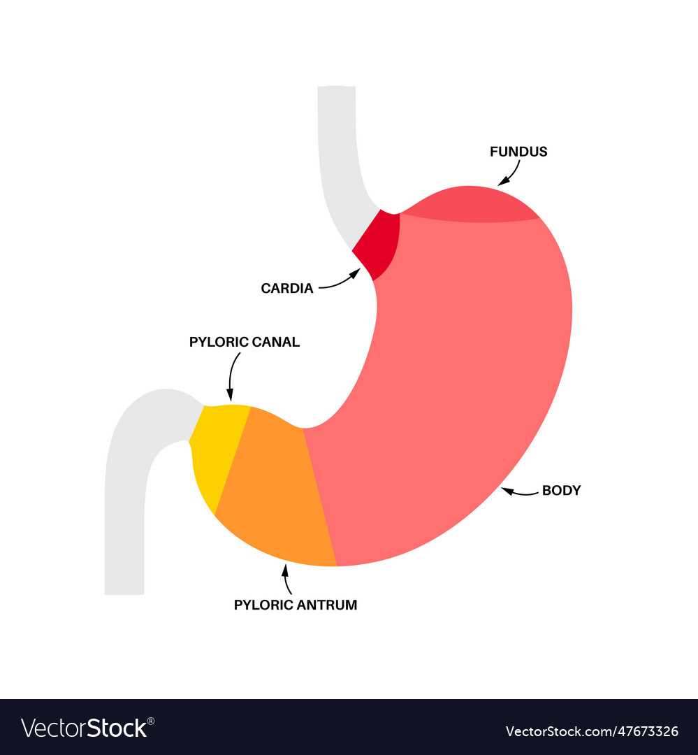 parts of stomach diagram