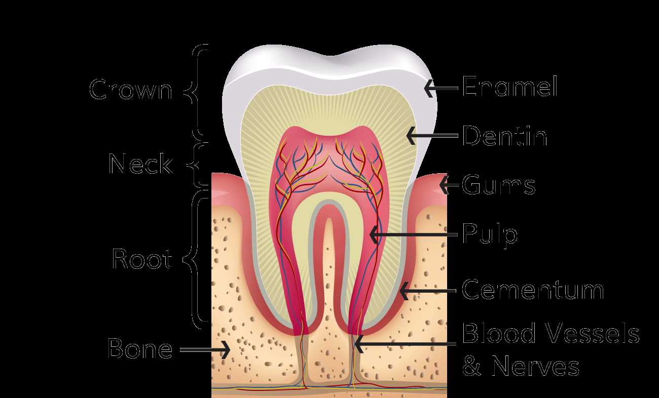 parts of teeth diagram