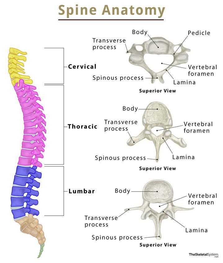 parts of the spine diagram