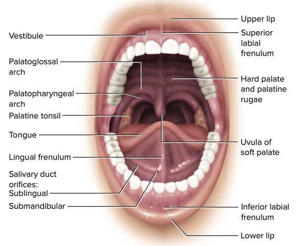 parts of the mouth and throat diagram