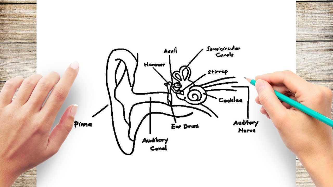 parts of the ear diagram