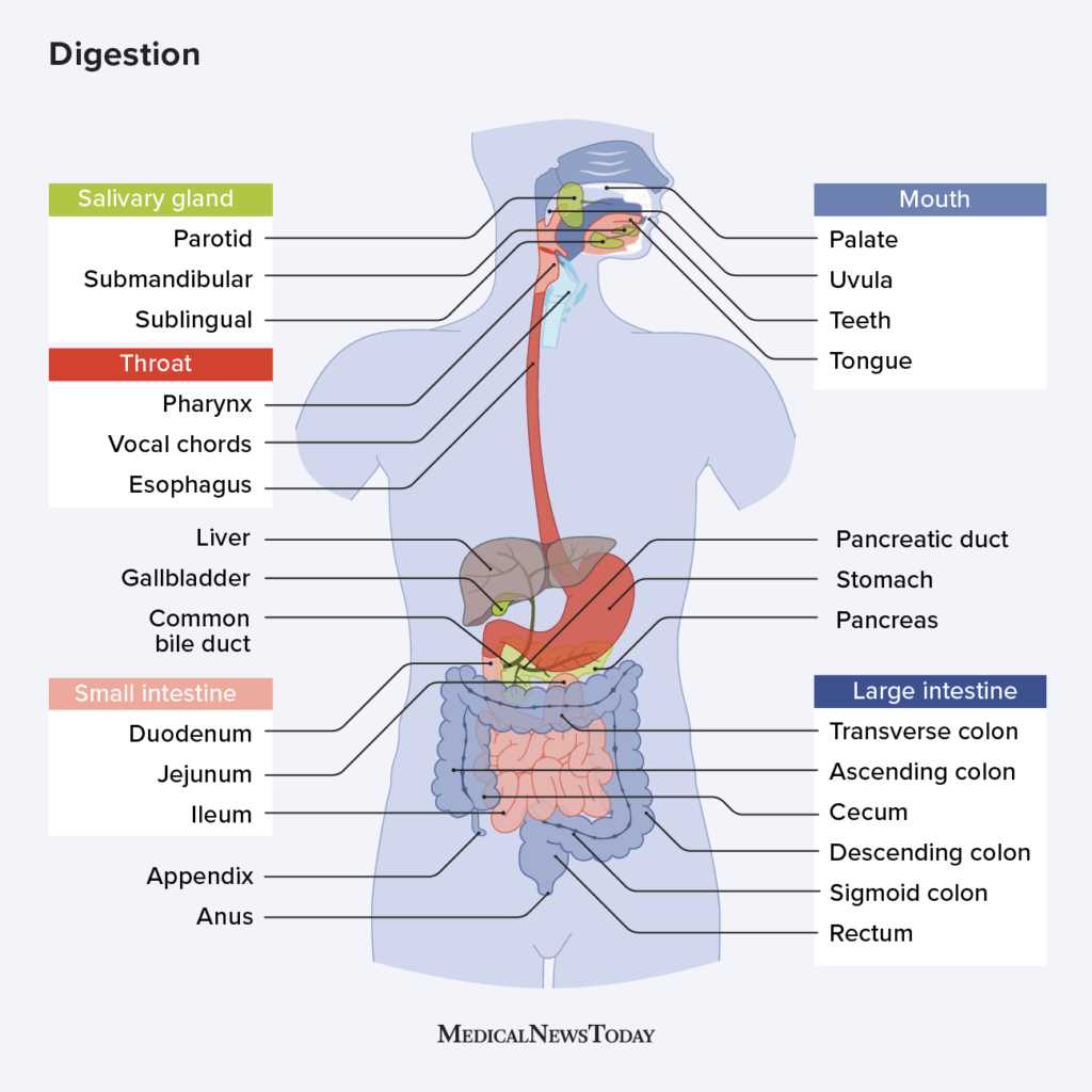 parts of the digestive system diagram