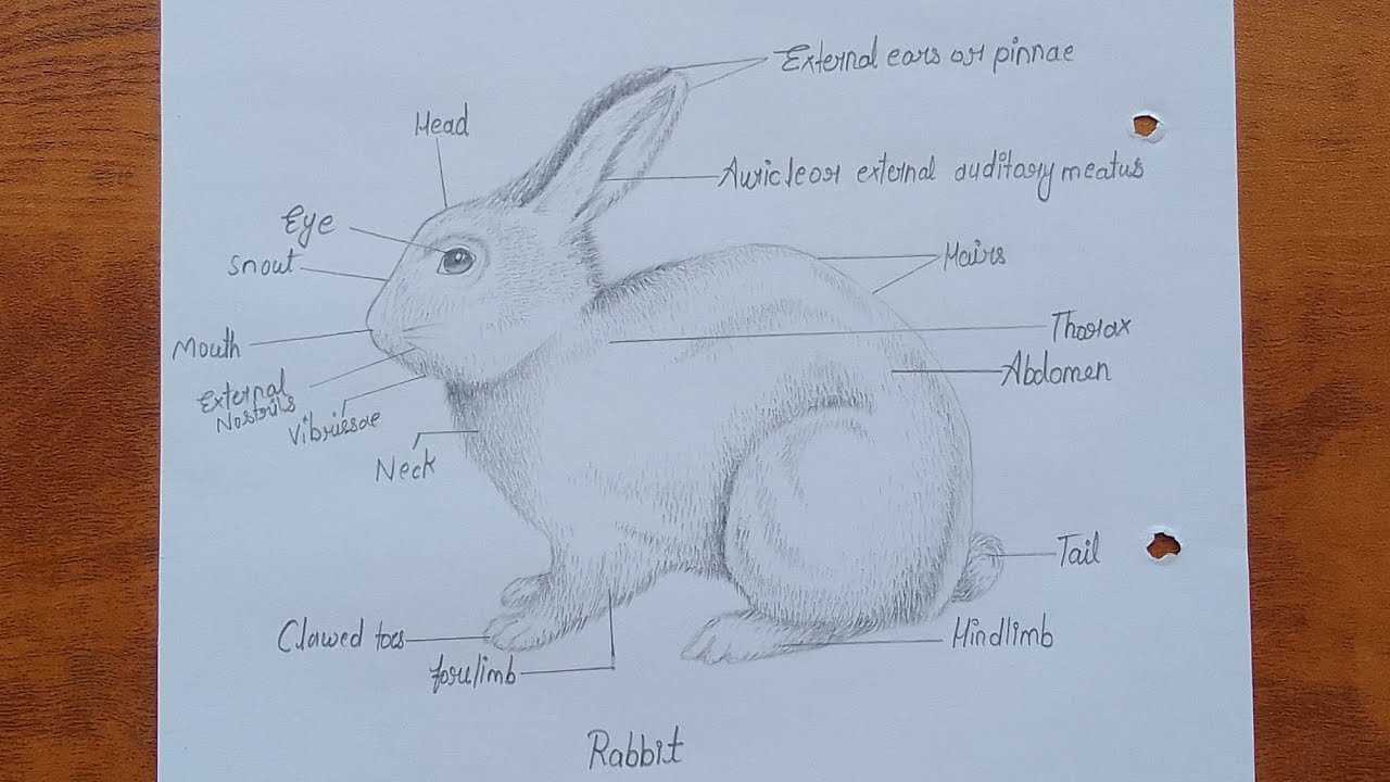 rabbit parts diagram
