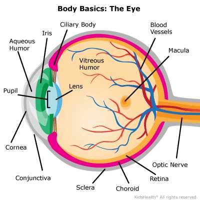 parts of the eye diagram