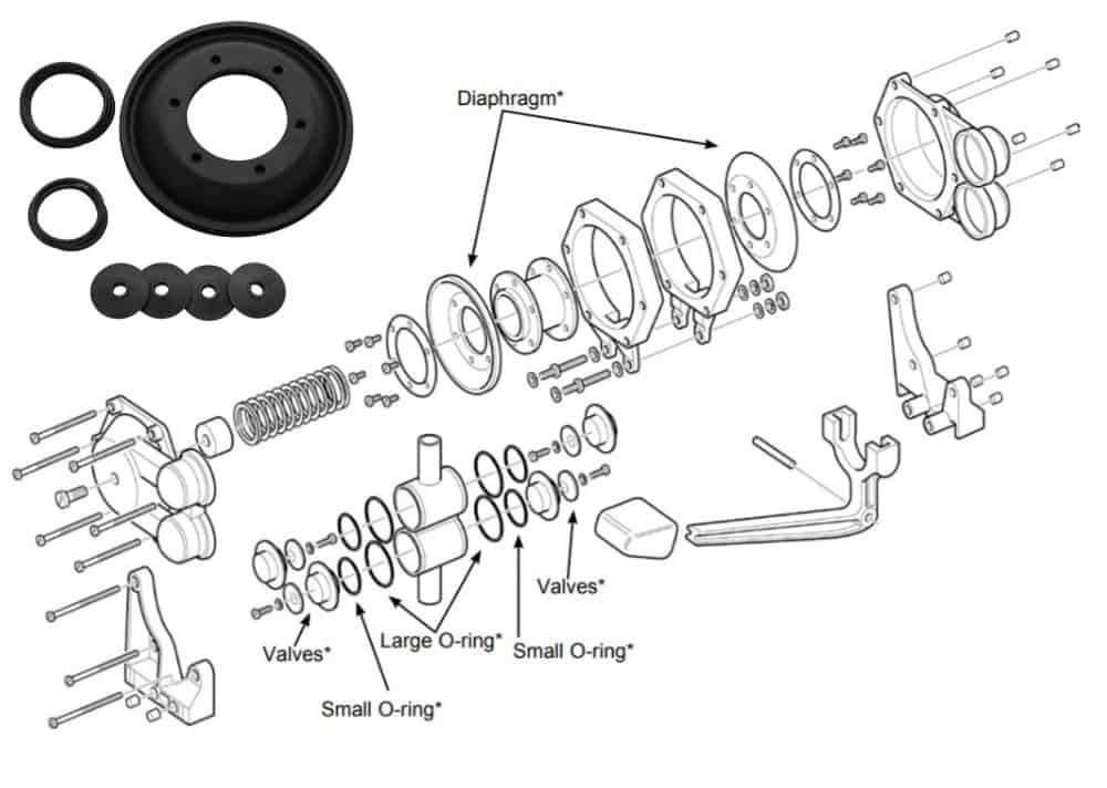 parts of a whale diagram