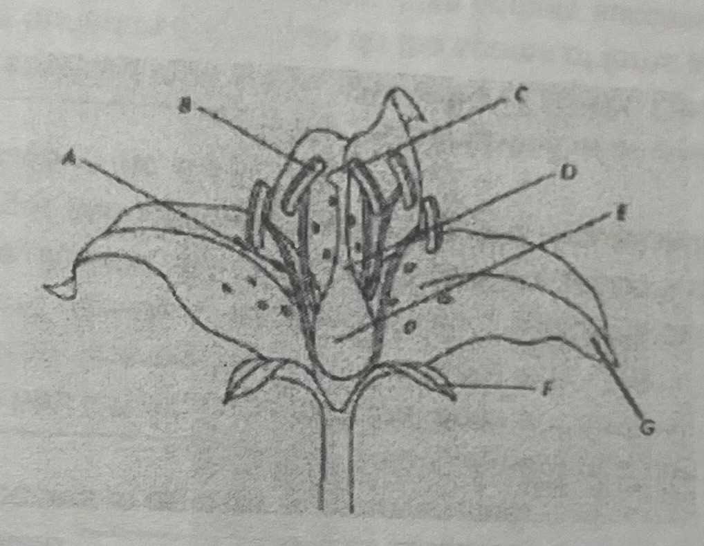 reproductive parts of a flower diagram