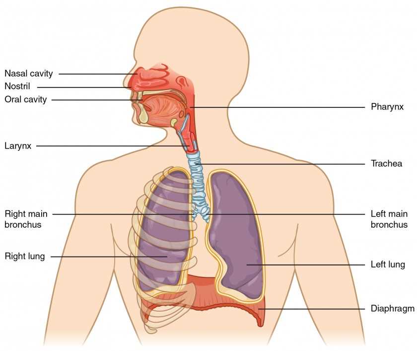 respiratory system parts diagram