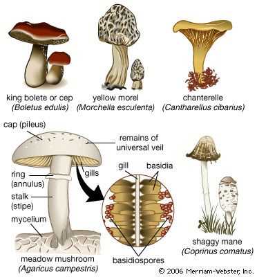 parts of mushroom diagram