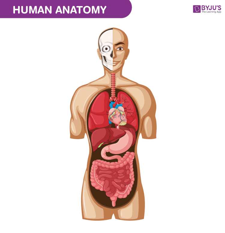 parts of human body diagram