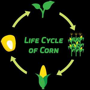 sweet corn parts diagram