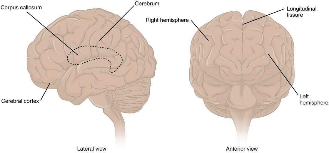 parts of the brain simple diagram