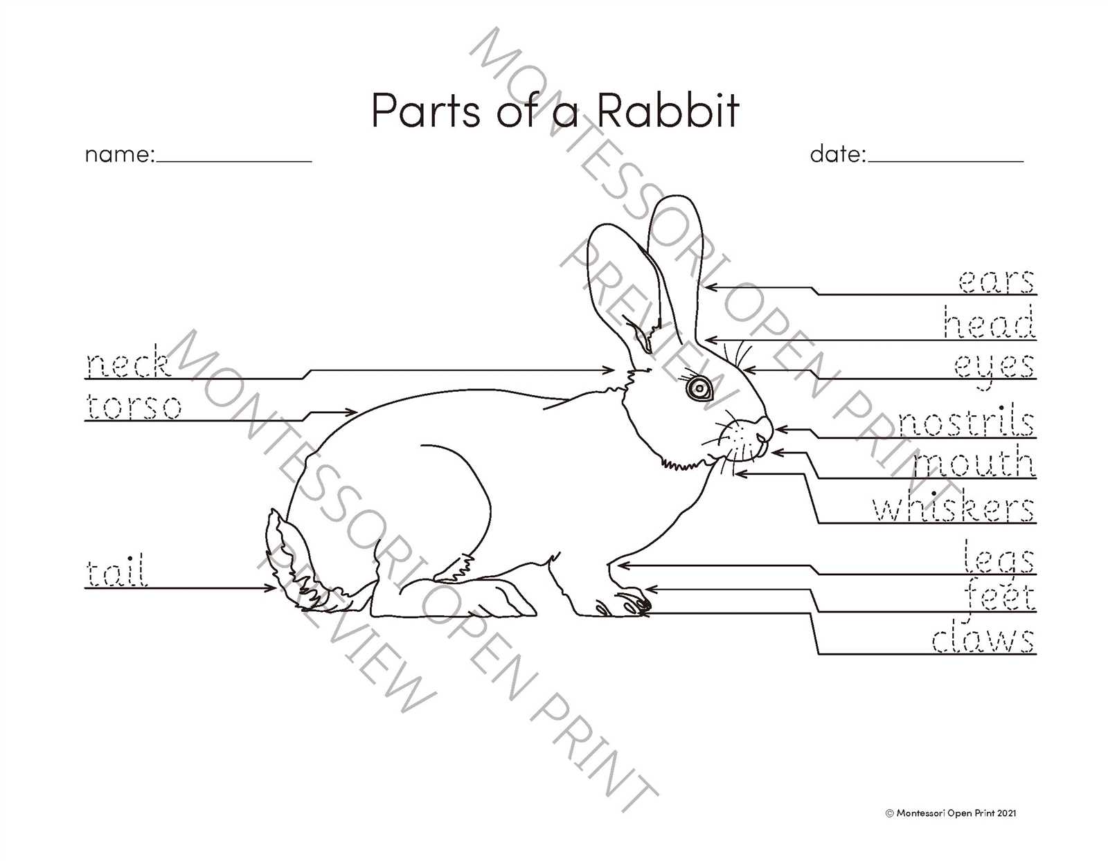 rabbit parts diagram