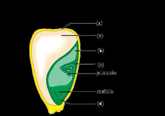 seed parts diagram