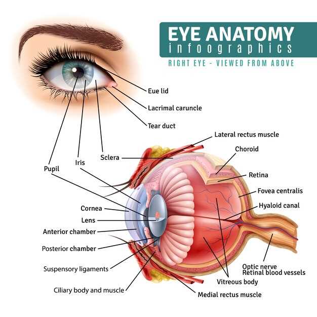 parts of eye with diagram