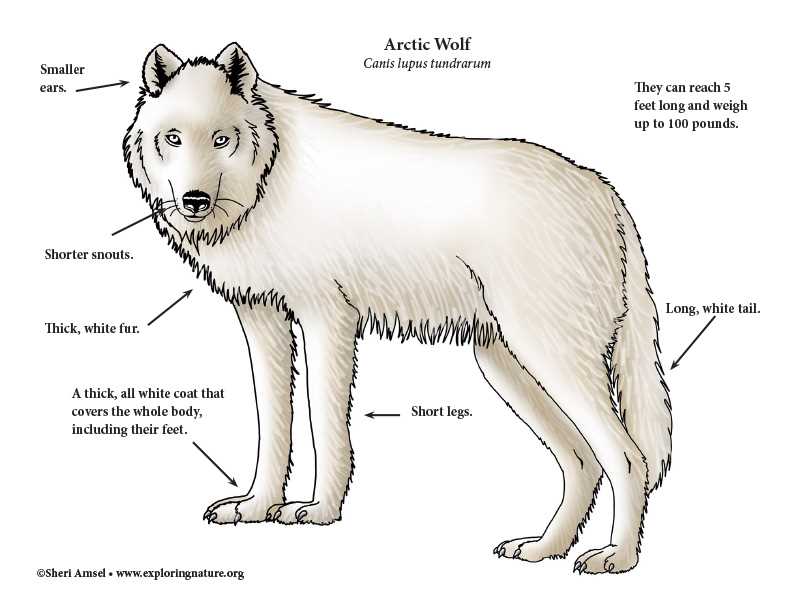 wolf range parts diagram