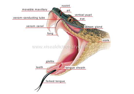 snake body parts diagram