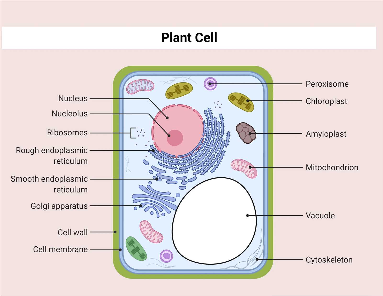 parts of an animal cell diagram