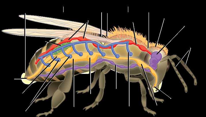 scorpion body parts diagram