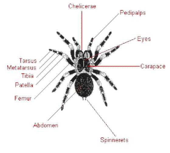 scorpion body parts diagram