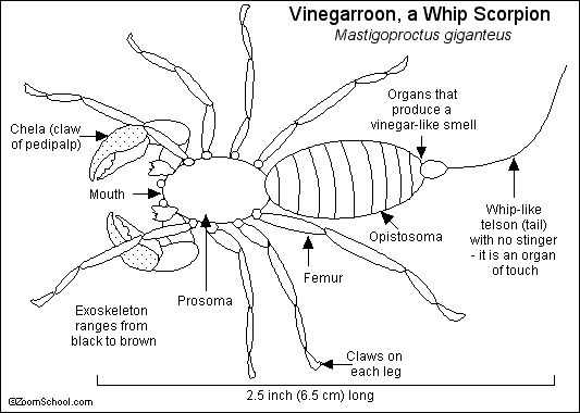 scorpion body parts diagram