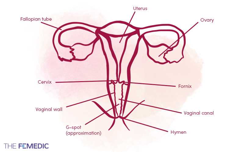 parts of vulva diagram