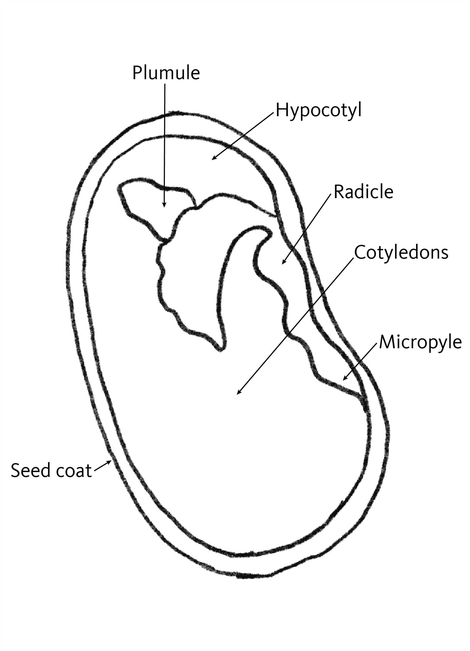 seed parts diagram